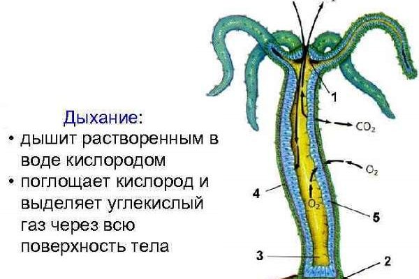 Спрут мега кракен